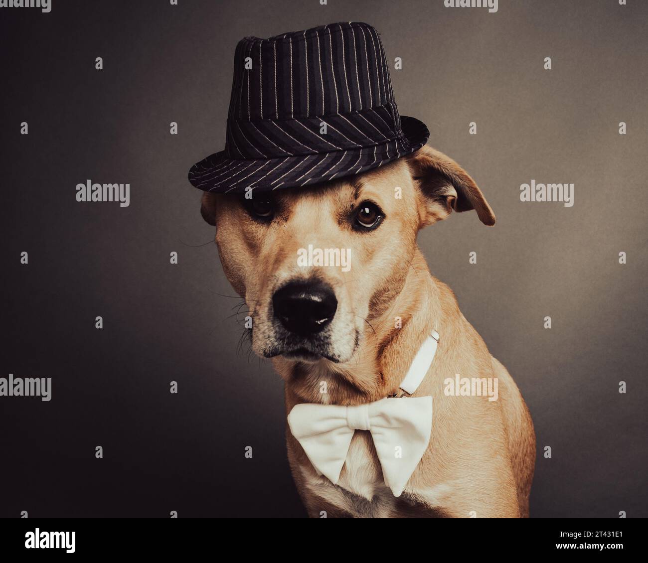 Portrait d'un labrador retriever jaune portant un chapeau trilby et un noeud papillon Banque D'Images