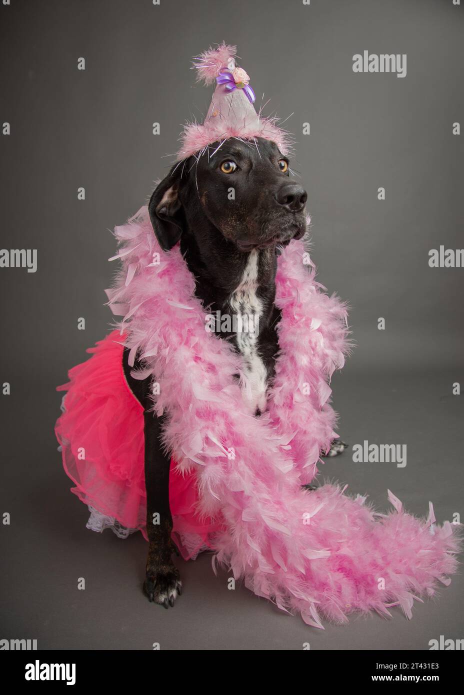 Portrait d'un chien labrador mélangé portant un chapeau de fête rose, tutu et boa de plumes Banque D'Images