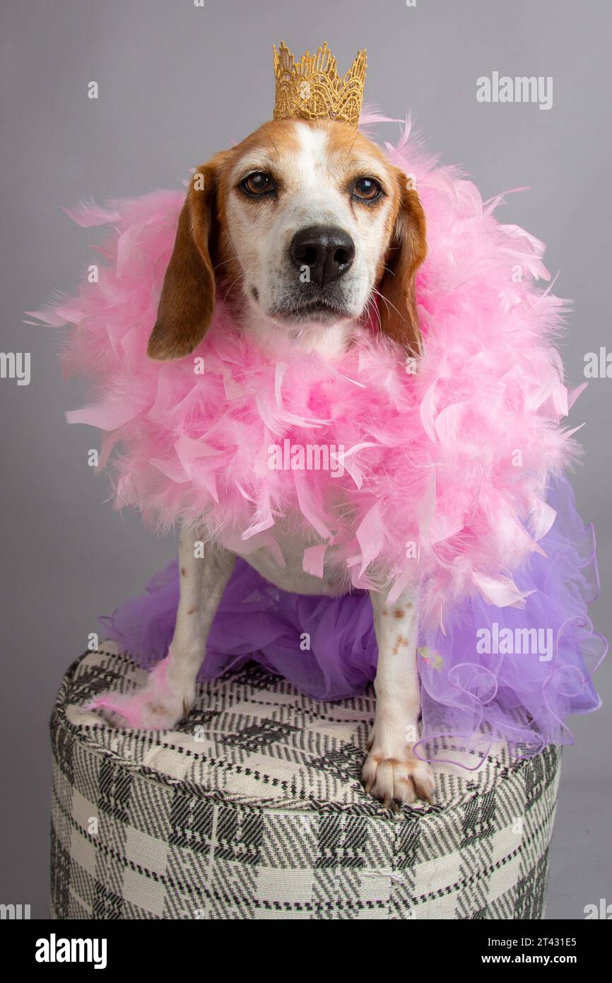 Portrait d'un chien beagle portant une couronne, un tutu et un boa de plumes assis sur un tabouret Banque D'Images
