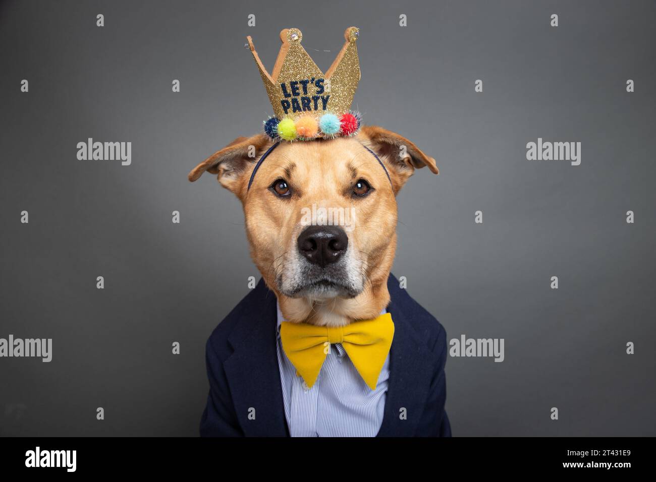 Portrait d'un labrador retriever mélange chien habillé d'une chemise, noeud papillon, veste et couronne avec les mots Lets party Banque D'Images