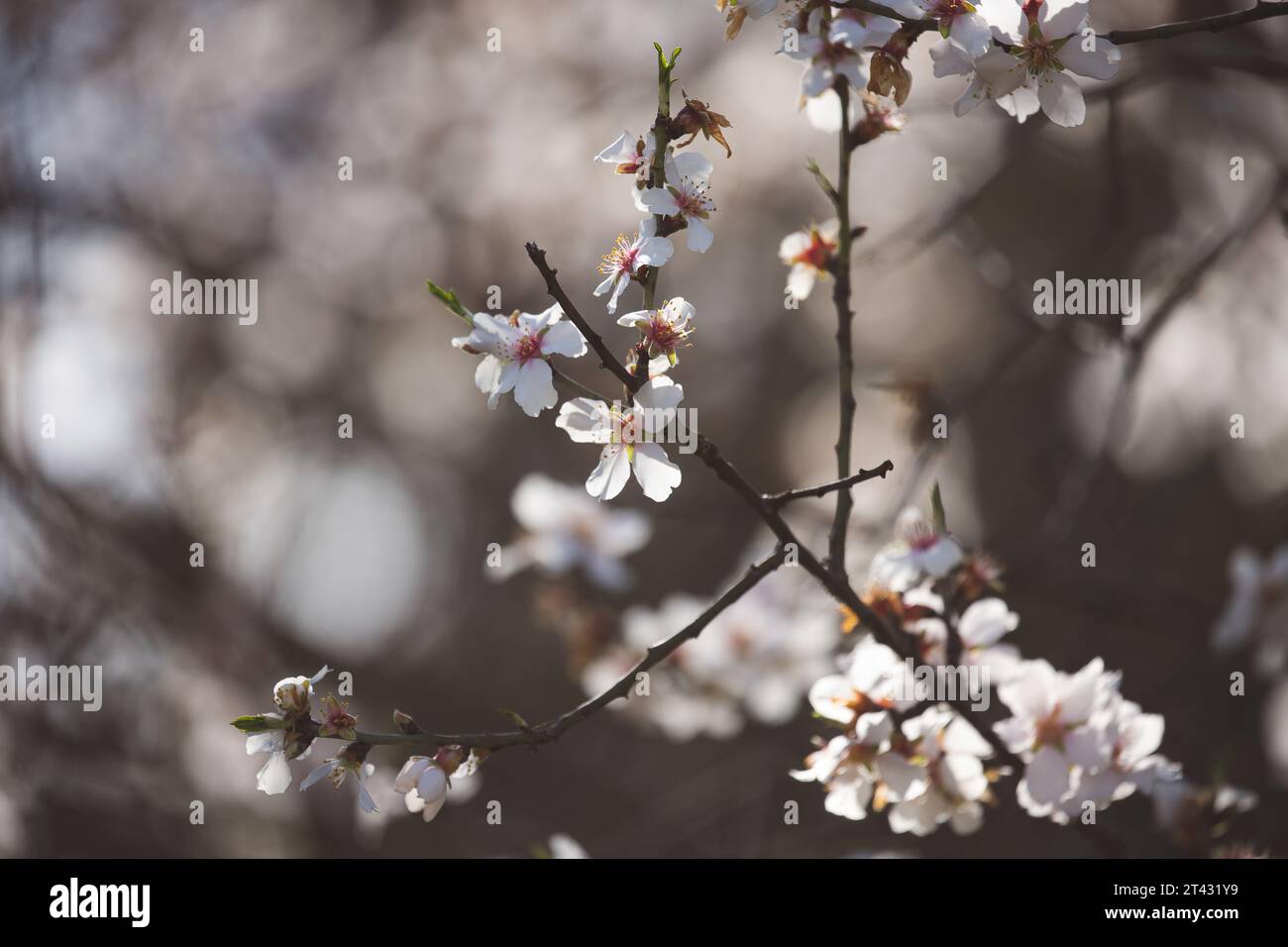 Gros plan détail de la branche d'un amandier fleurissant avec des fleurs blanches à Madrid Banque D'Images