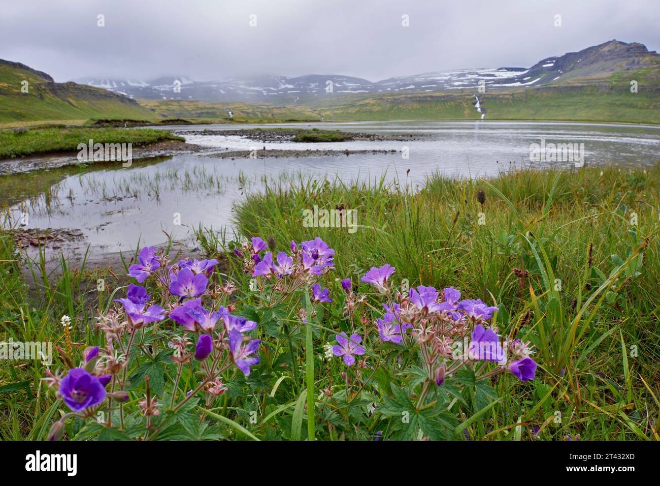 Blagresi ou bill de bois (Geranium sylvaticum), Hornvik, Hornstrandir Islande, juillet 2022 Banque D'Images