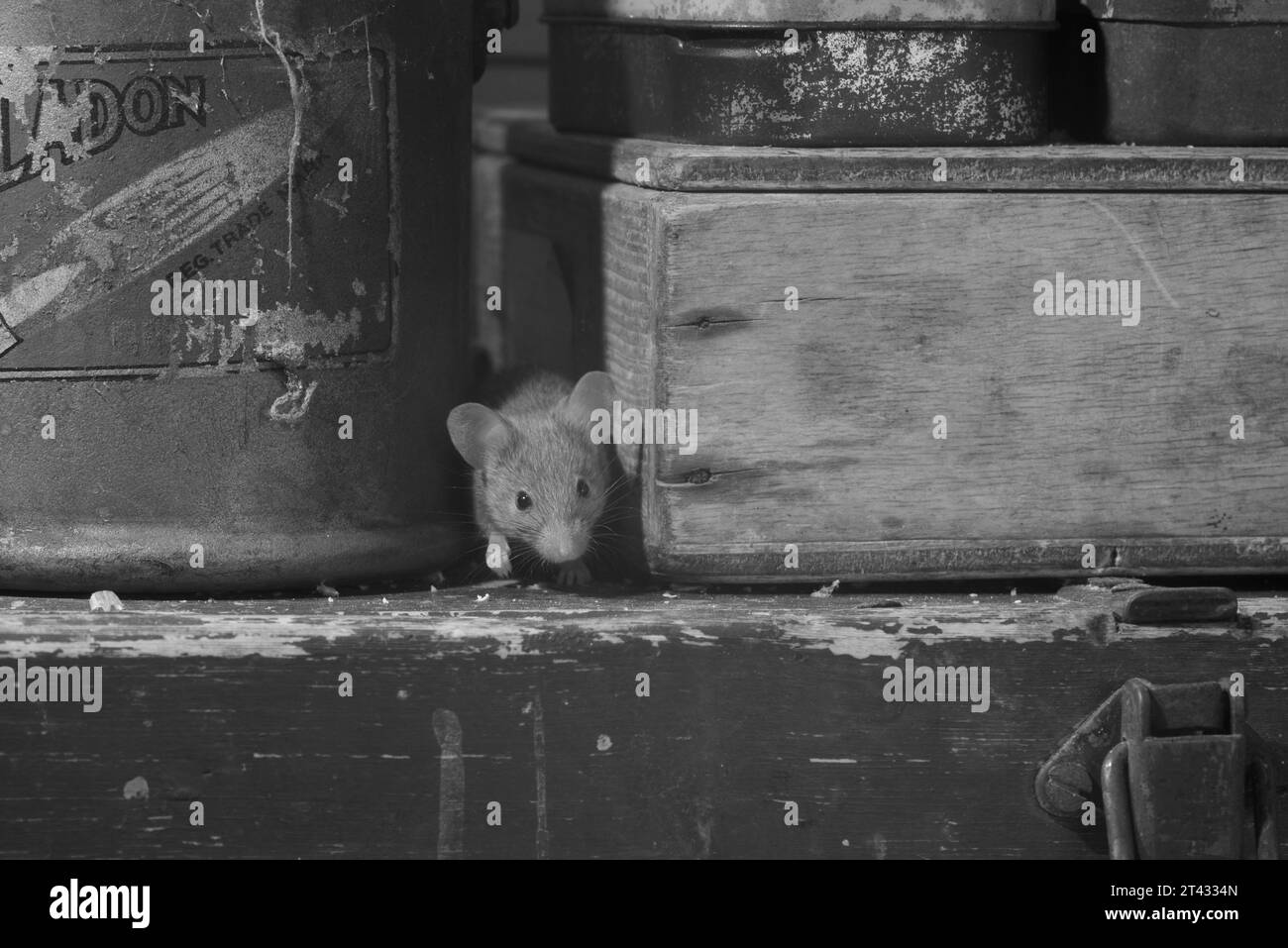 Souris domestique (Mus musculus), Greater Manchester, UK. Banque D'Images