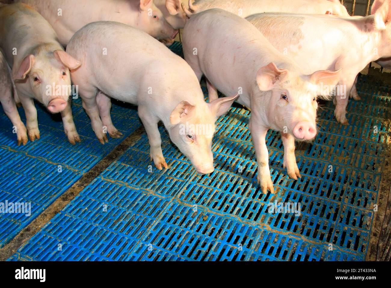 Porcs maigres dans une ferme, gros plan de la photo Banque D'Images