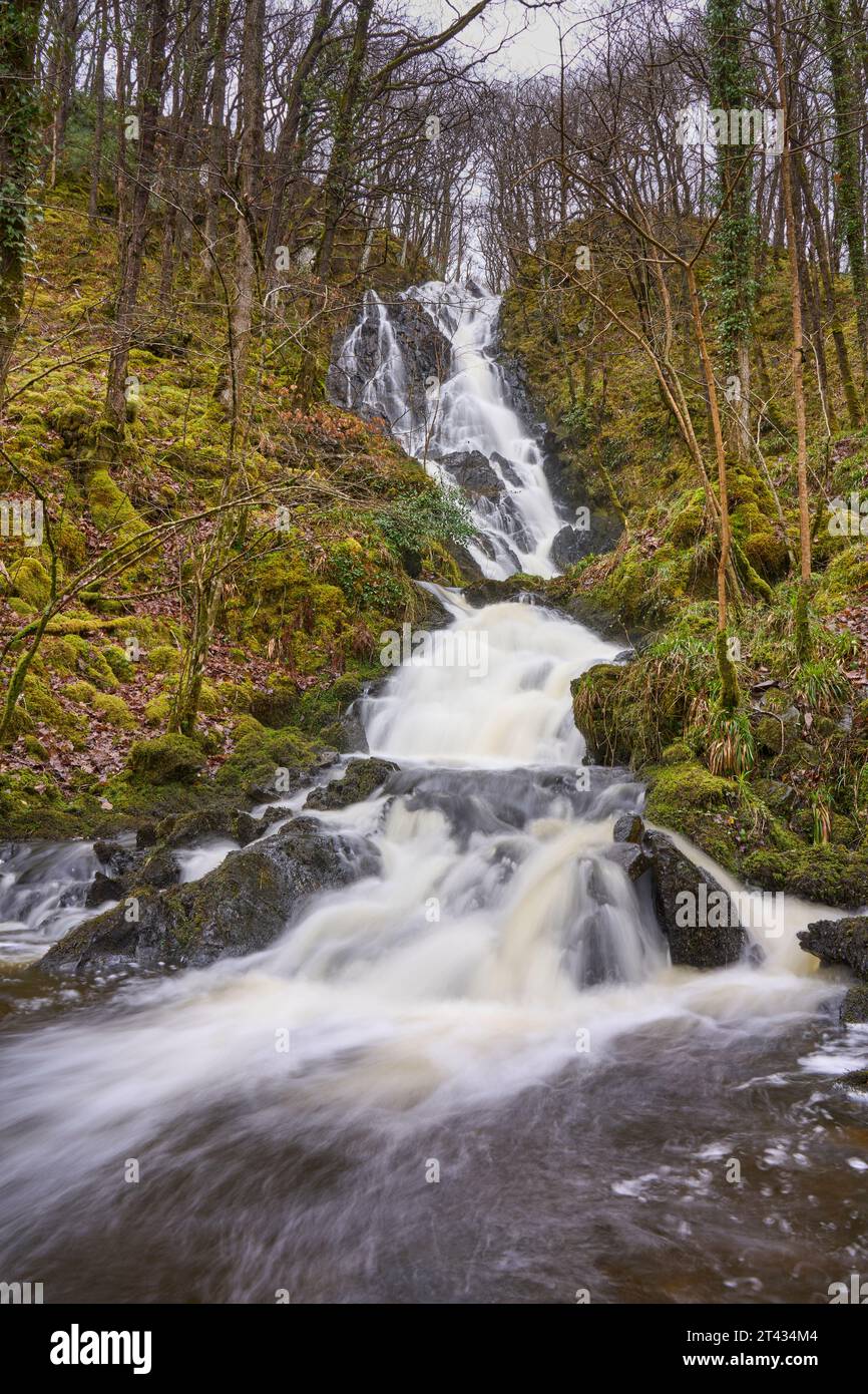 Cascade et forêt de chênes. Bois de Cree, Dumfries et Galloway. Écosse. Mars 2023 Banque D'Images