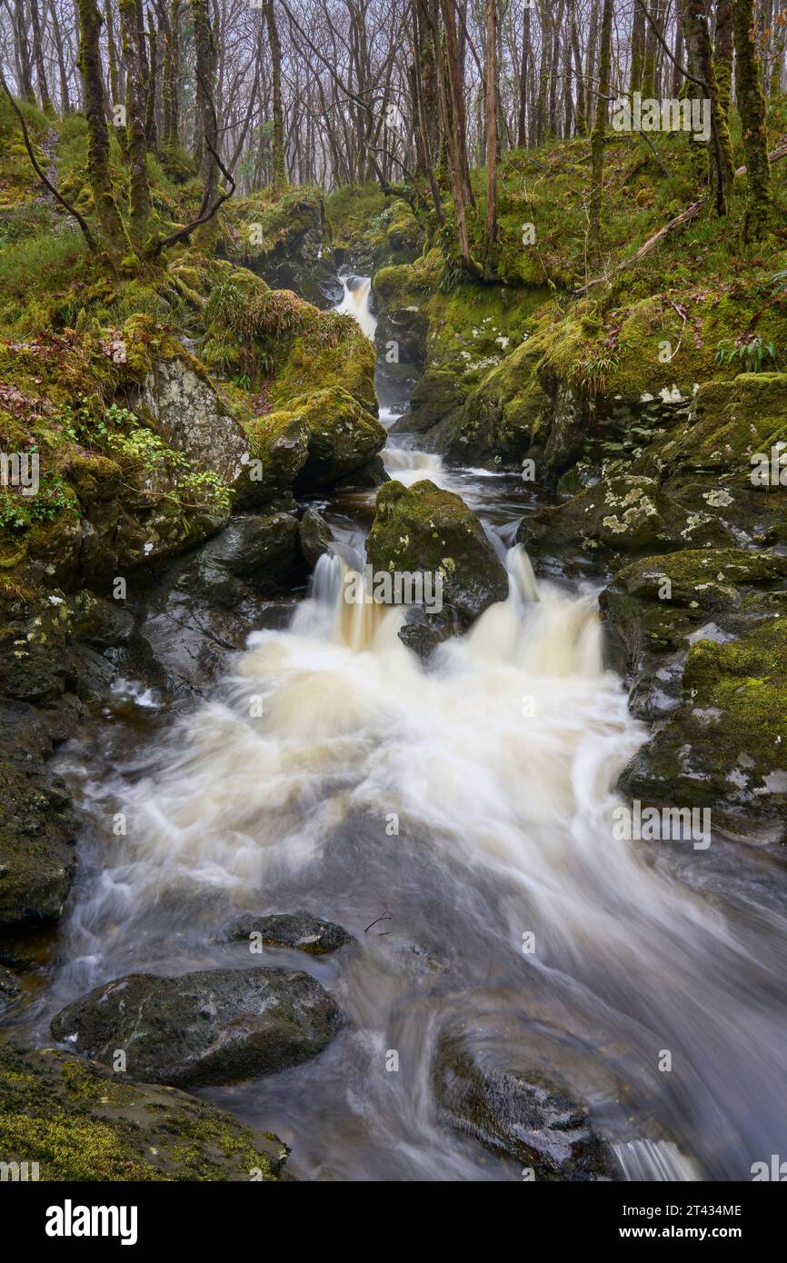 Cascade et forêt de chênes. Bois de Cree, Dumfries et Galloway. Écosse. Mars 2023 Banque D'Images