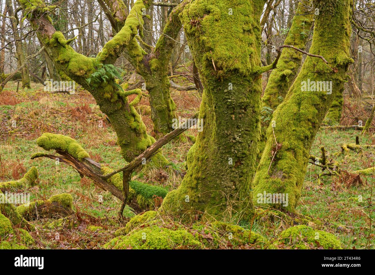 Chêne (Quercus sp) Bois avec fougères épiphytes. Bois de Cree, Dumfries et Galloway. Écosse. Mars 2023 Banque D'Images