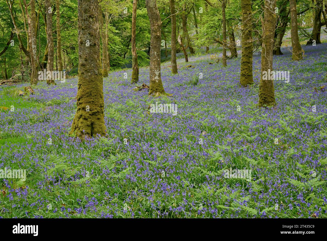 Blules (Hyacinthoides non scripta) dans les bois de chêne (Quercus robur). Carstramon Wood, Dumfries et Galloway, Écosse. Mai 2023. Mettre au point l'image de la pile 5 Banque D'Images