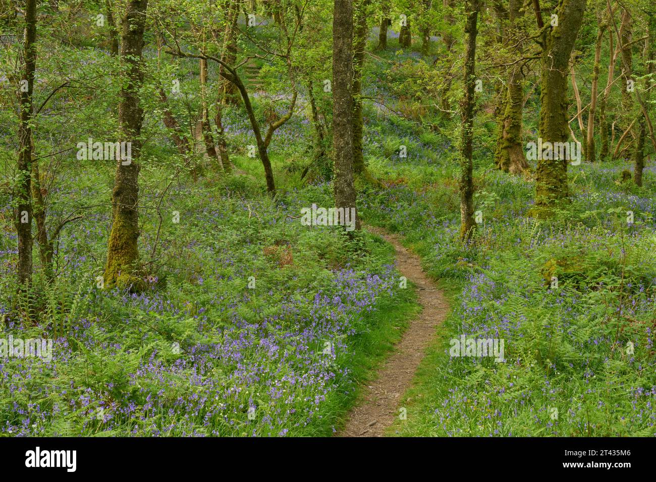 Blules (Hyacinthoides non scripta) dans les bois de chêne (Quercus robur). Carstramon Wood, Dumfries et Galloway, Écosse. Mai 2023 Banque D'Images