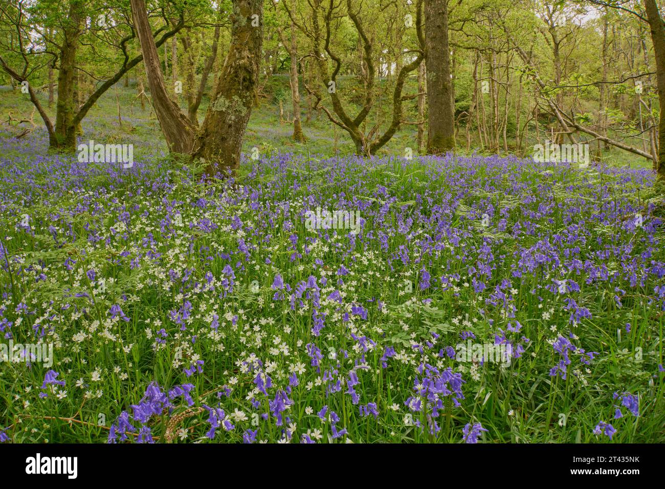 Blules (Hyacinthoides non-scripta) et grande piqueuse (Stellaria holostea) dans les forêts de chênes. Carstramon Wood, Dumfries et Galloway Banque D'Images