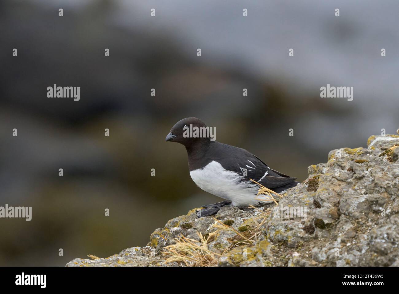 Little auk or dovekie (alle alle), Grimsey Island, Islande, juin 2023 Banque D'Images