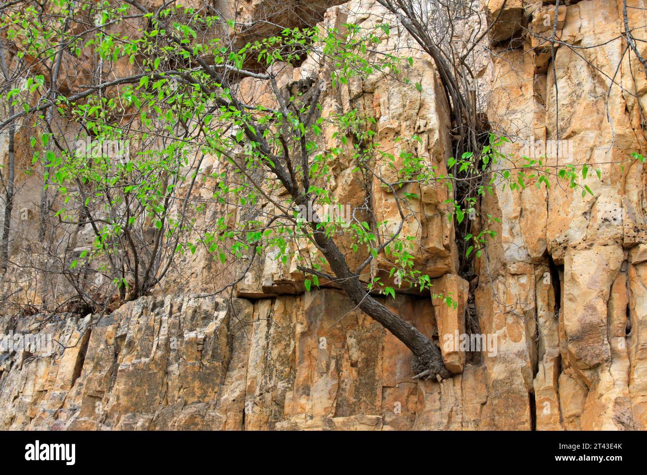 arbres sur les rochers, gros plan de la photo Banque D'Images