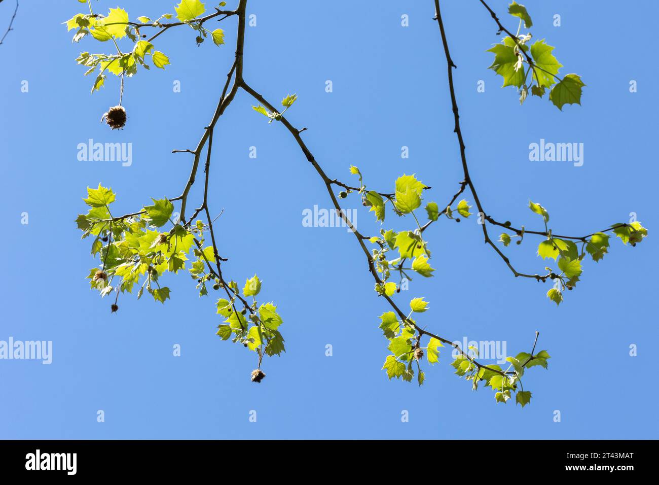 Un groupe de branches d'arbre Sycamore américain du début du printemps avec de nouveaux bourgeons, des boules de graines de fruits floues et de jeunes feuilles fraîches contre un ciel clair et lumineux. Banque D'Images