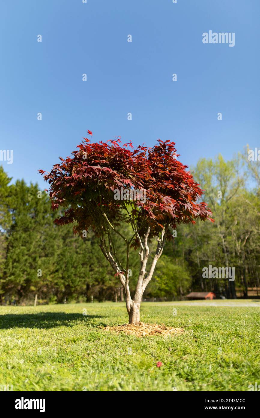 Une image de faible profondeur de champ d'un érable japonais à feuilles rouges avec du paillis autour d'elle dans une pelouse résidentielle sur un ciel bleu ensoleillé brillant jour de printemps. Banque D'Images