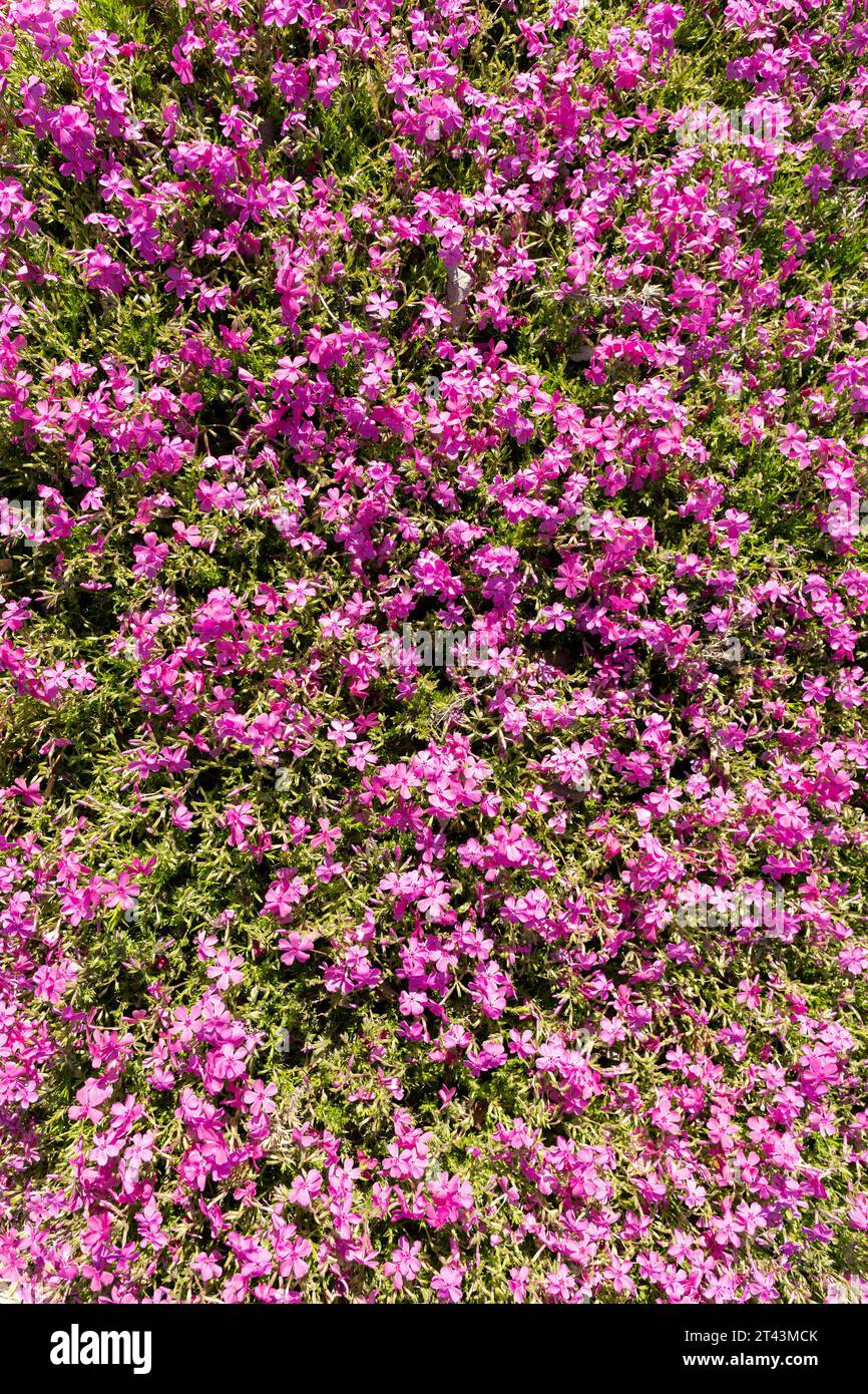 Une photo au-dessus du ciel d'une grande parcelle de Phlox subulata McDaniel's Cushion fleurit dans la lumière du soleil de jour un jour chaud de printemps. Banque D'Images