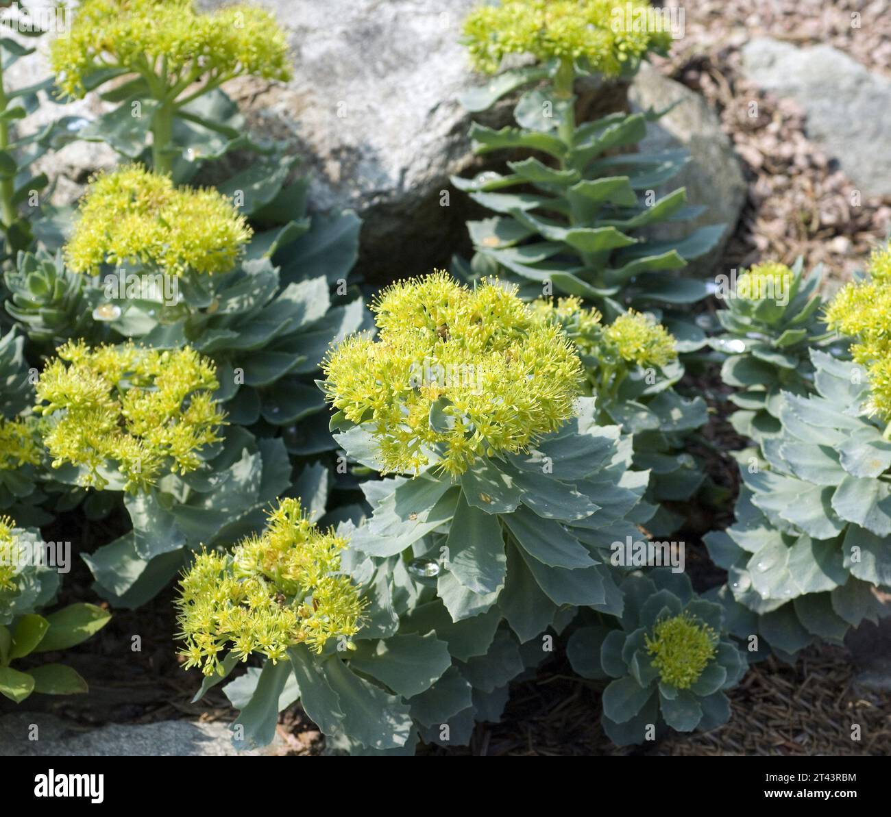 Rosenwurz, Rhodiola rosea ist eine wichtige Heilpflanze mit gelben und rosa Blueten deren Wurzeln genutzt werden.La racine de rose, Rhodiola rosea, est un imp Banque D'Images