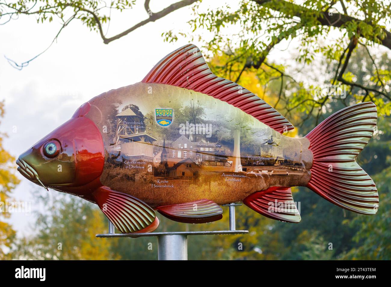 Traditionnelles Abfischen der Peitzer Teiche DEU/Deutschland