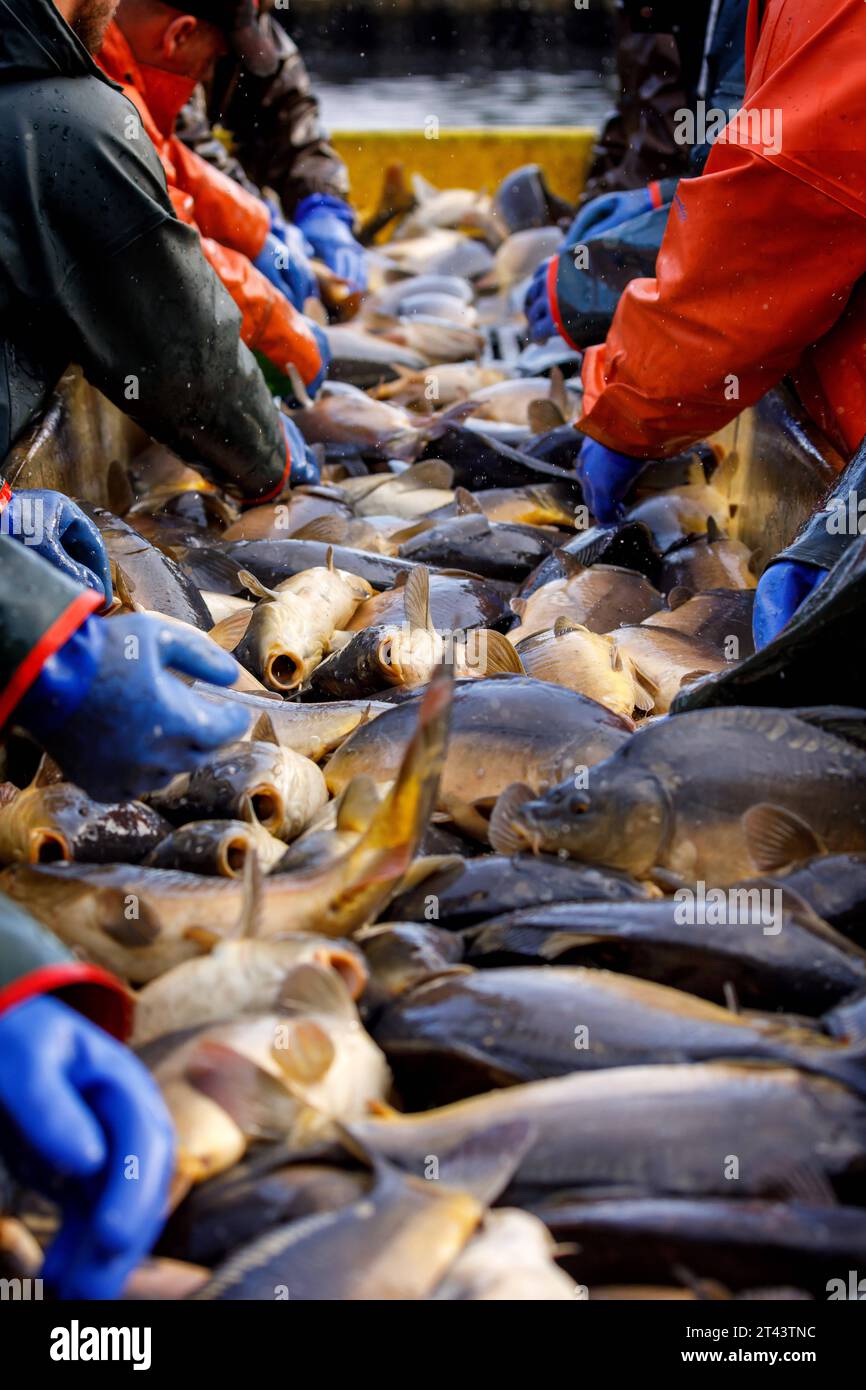 Traditionnelles Abfischen der Peitzer Teiche DEU/Deutschland