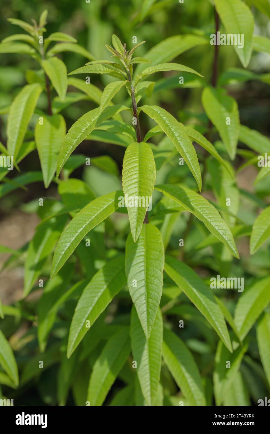 Verveine citronnée (Aloysia citrodora). Utiliser comme herbe culinaire. Banque D'Images