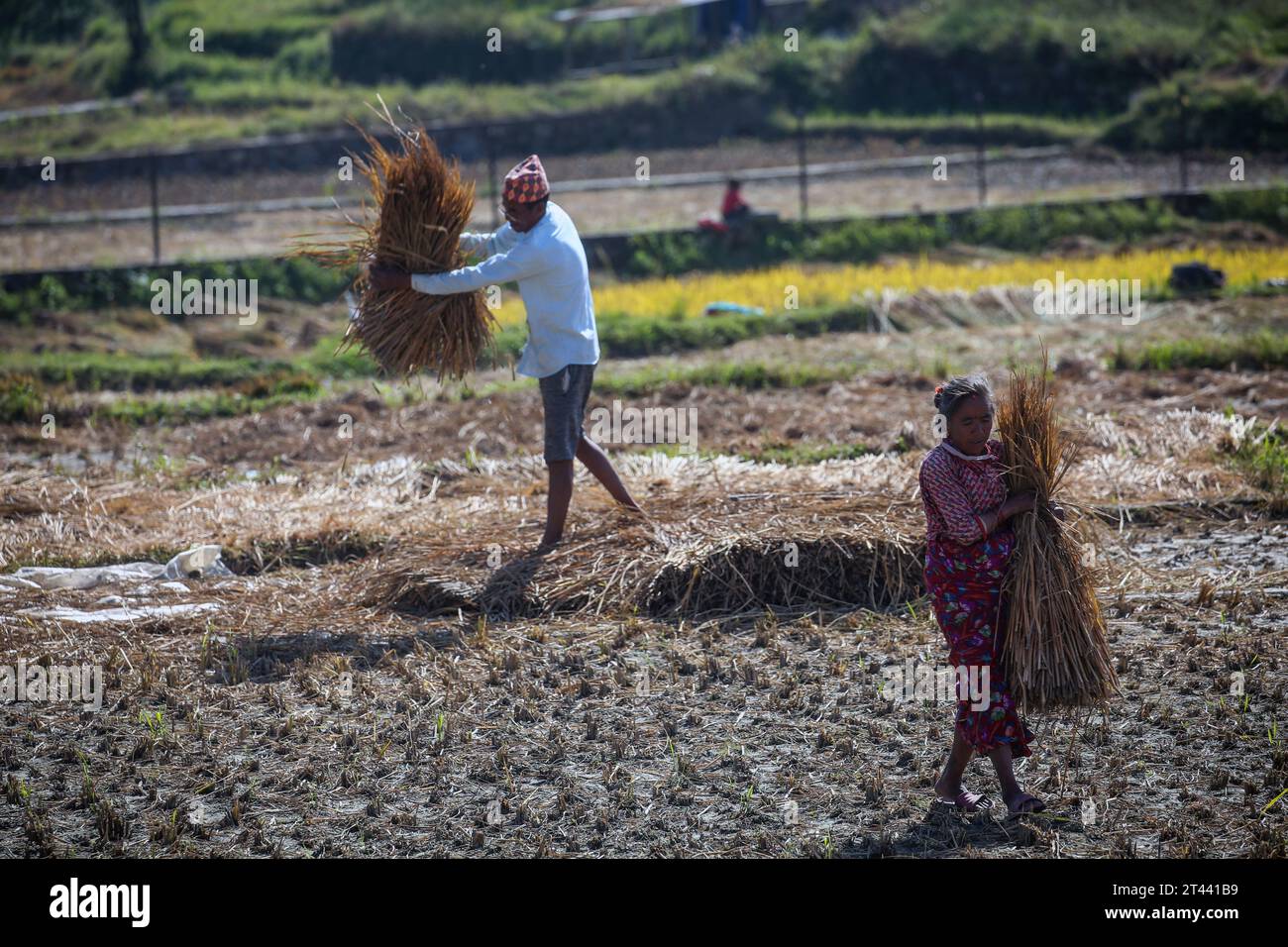 Katmandou, Bagmati, Népal. 28 octobre 2023. Les agriculteurs récoltent du riz dans un champ de Katmandou, au Népal, le 28 octobre 2023. La plantation de riz commence vers la mi-juin et dure quelques mois, tandis que la récolte du riz commence début octobre et se termine fin novembre au Népal. Les agriculteurs népalais sont très occupés par leur travail saisonnier pendant ces mois, qui sont considérés comme le moment le plus important dans le pays. (Image de crédit : © Sunil Sharma/ZUMA Press Wire) USAGE ÉDITORIAL SEULEMENT! Non destiné à UN USAGE commercial ! Banque D'Images