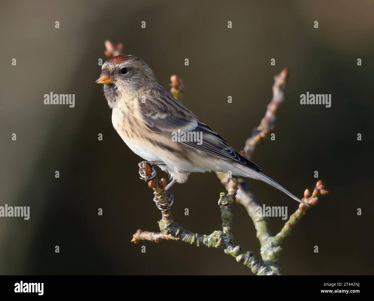 Redpoll, Carduelis flammea, perché dans le centre du pays de Galles, royaume-uni Banque D'Images