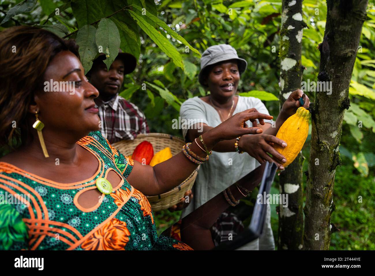 Les agriculteurs récoltent les gousses de cacao dans les champs, la production de chocolat en Afrique Banque D'Images
