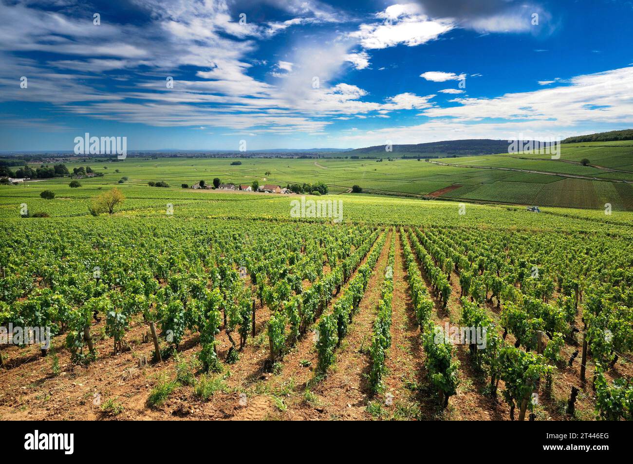 Vignoble des cotes de Beaune, Côte d'Or, Bourgogne Franche Comte, France, Europe Banque D'Images