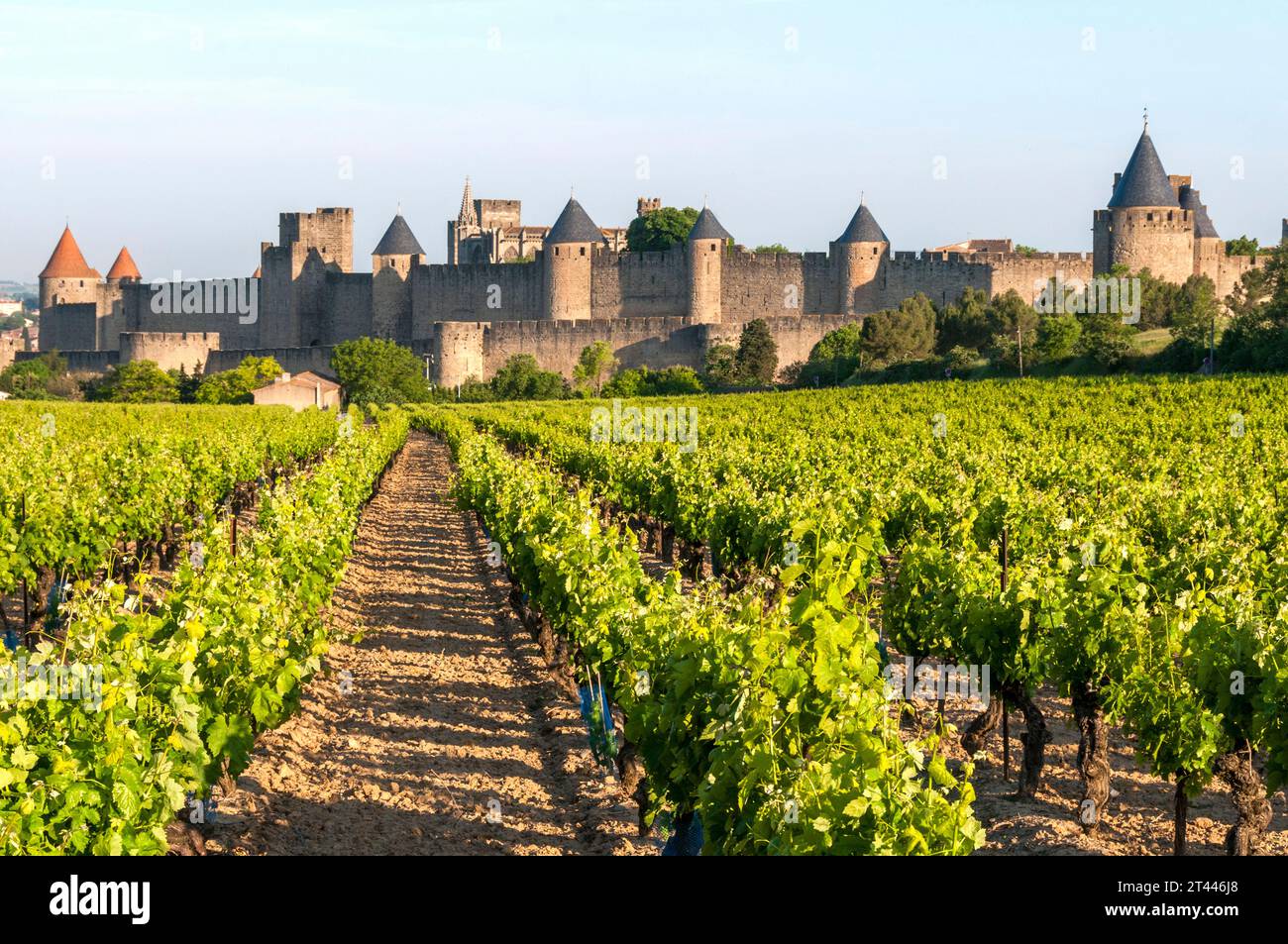 Murs de Carcassonne médiévale s'élèvent au-dessus des vignobles animés dans l'Aude, Occitanie, France, Europe Banque D'Images