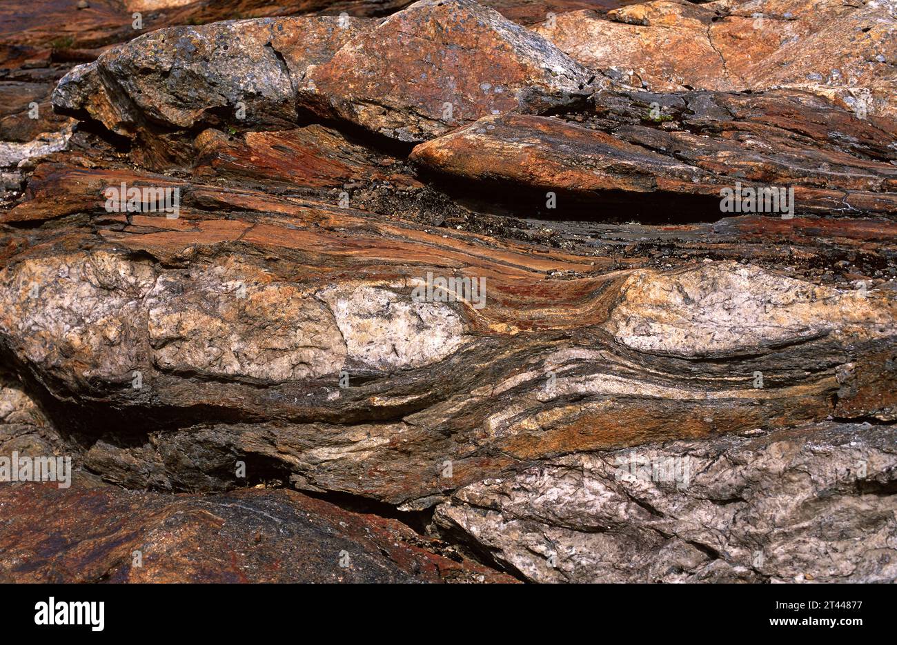Schist avec des nodules de quartz (boudinage). Le schist est une roche métamorphique à la foliation (texture schistose). Cette photo a été prise en Norvège. Banque D'Images