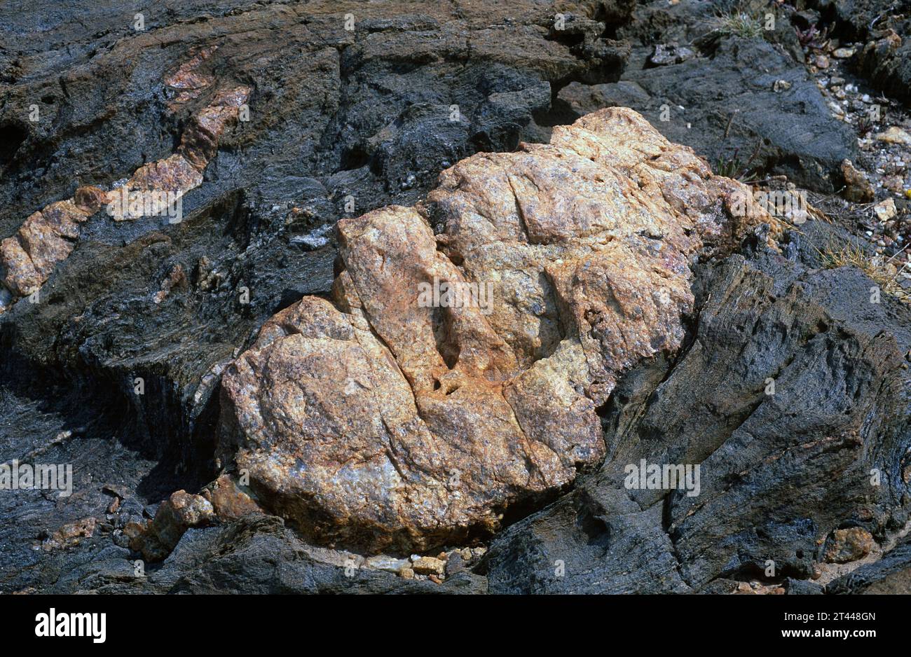 Veines de pegmatite sur un bloc schiste. Parc naturel de Cap Creus, province de Gérone, Catalogne, Espagne. Banque D'Images