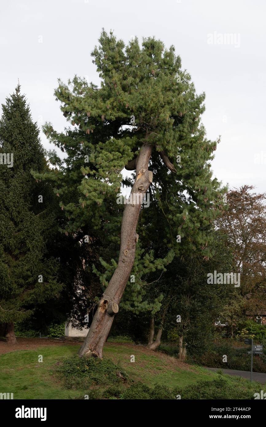 Pinus wallichiana (pin du Bhoutan) dans le cimetière de Londres Road, Coventry, West Midlands, Angleterre, Royaume-Uni Banque D'Images