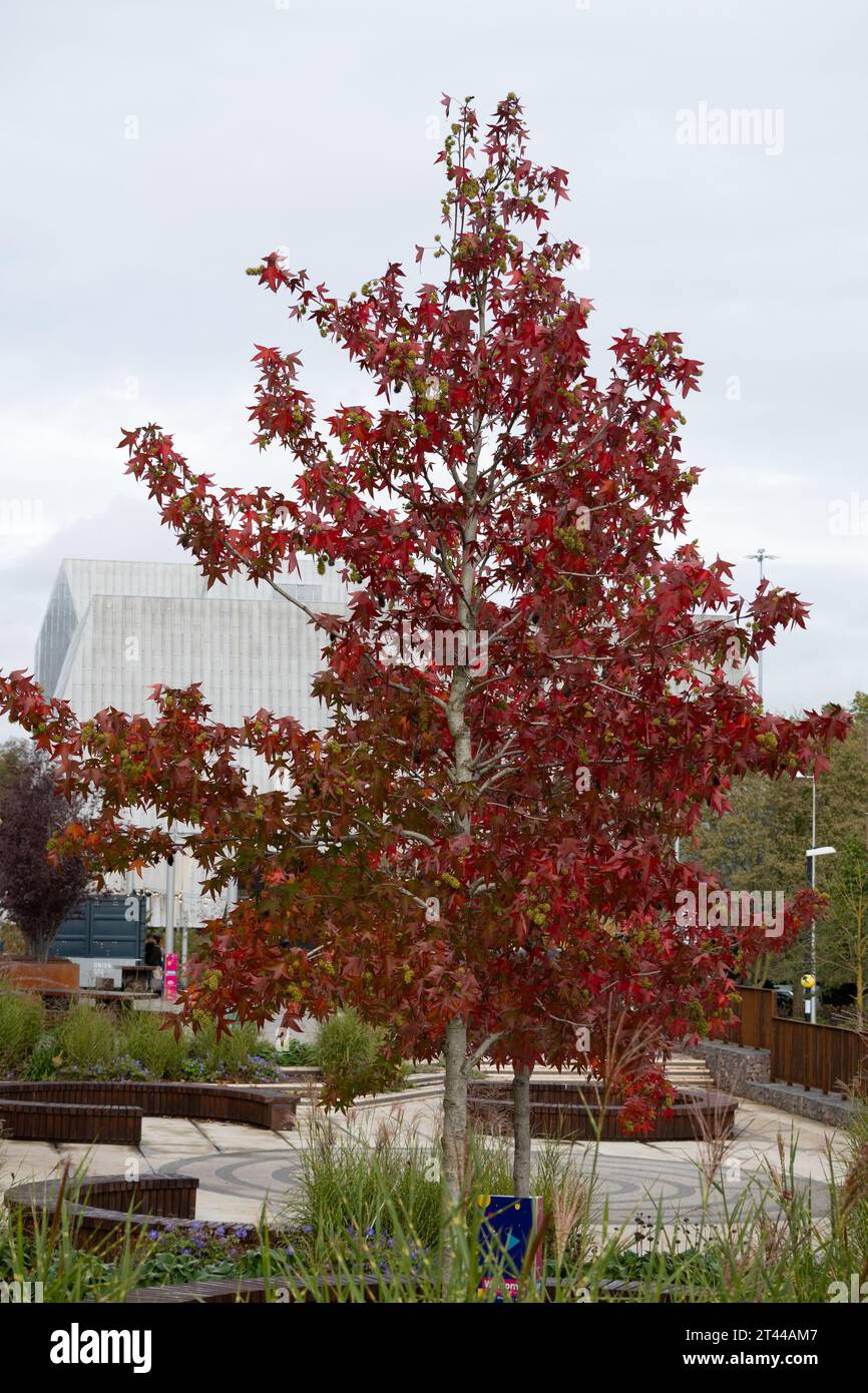 Liquidambar styraciflua Tree, Starley Gardens, Coventry, West Midlands, Angleterre, ROYAUME-UNI Banque D'Images