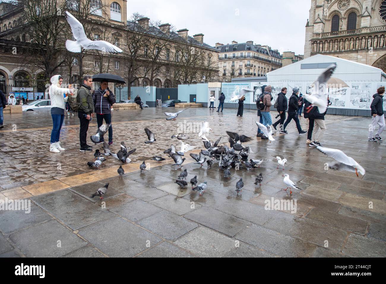 Paris, France. Les touristes nourrissent les pigeons et les goélands de mer sont assis dans les locaux de la cathédrale notre-Dame. Banque D'Images