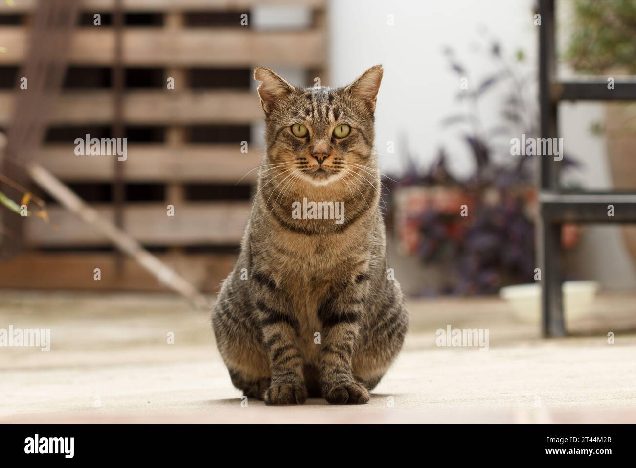 Chat tabby domestique assis et regardant vers l'avant à Sellent, Espagne Banque D'Images