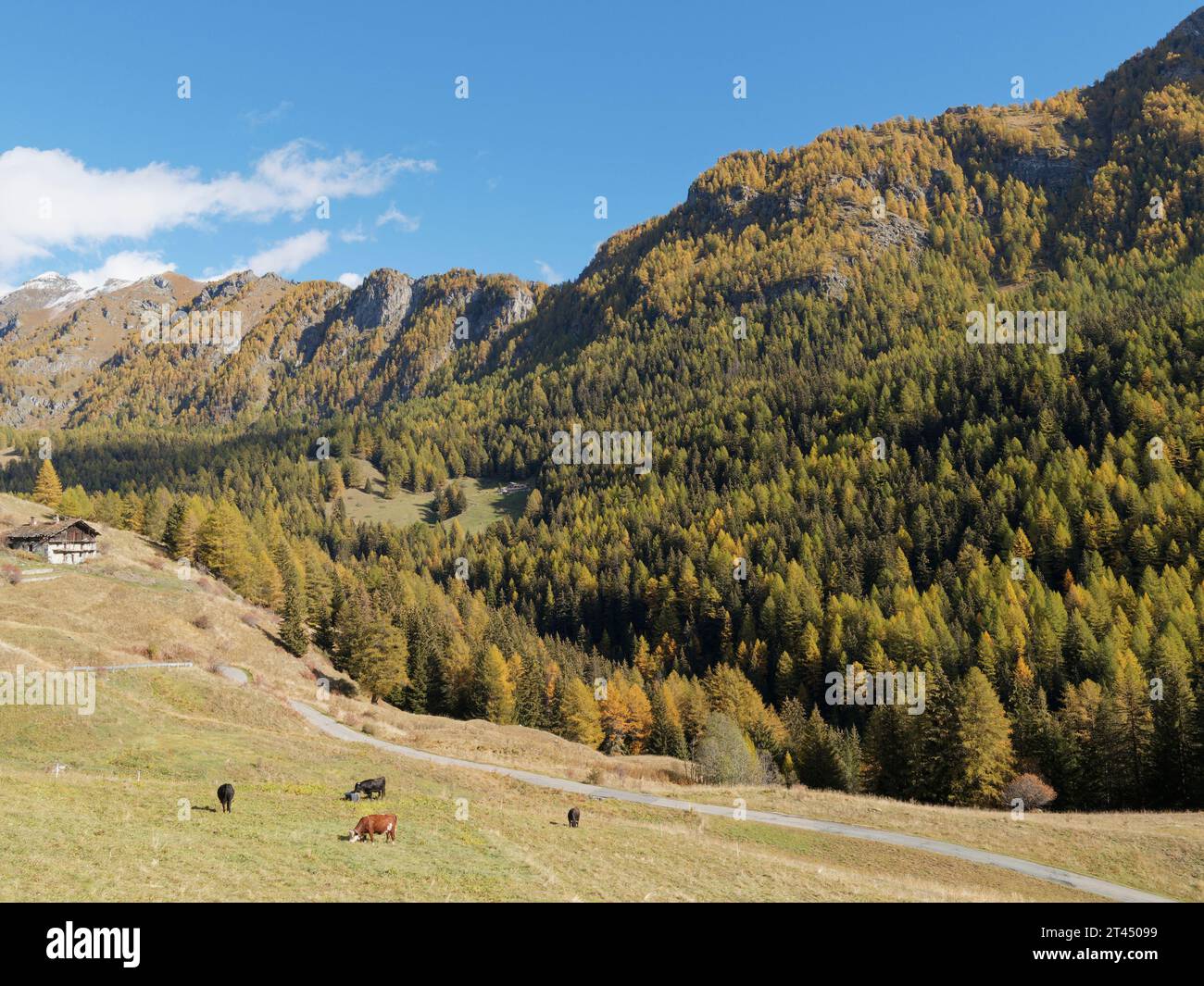 Les vaches paissent sur un champ un jour d'automne avec une grande maison et une forêt derrière. Vallée d'Aoste NW Italie. 27 octobre 2023 Banque D'Images