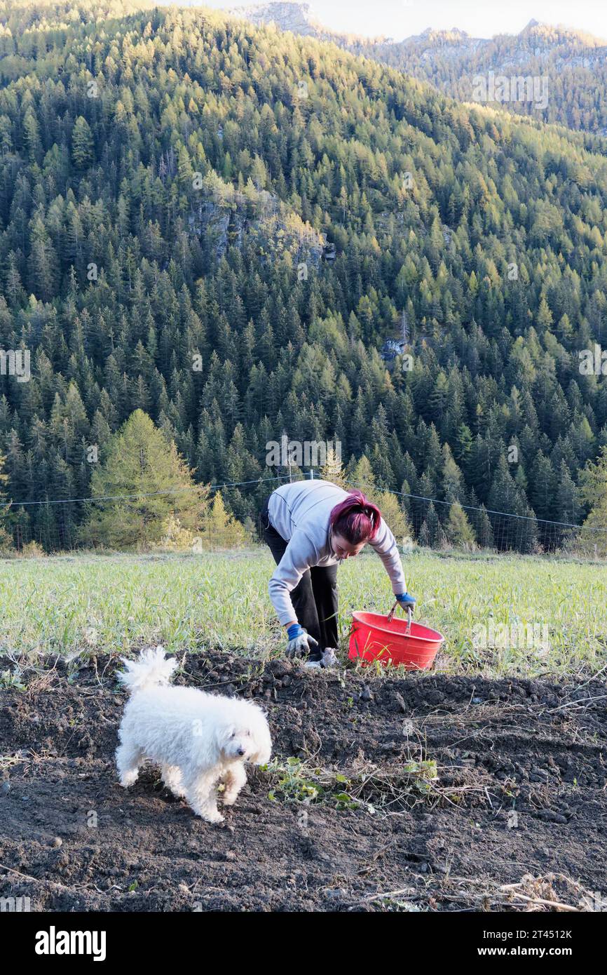 Femme récoltant des pommes de terre un jour d'automne avec un chien moelleux au premier plan dans la vallée d'Aoste avec une forêt derrière. NW Italie. 27 octobre 2023 Banque D'Images