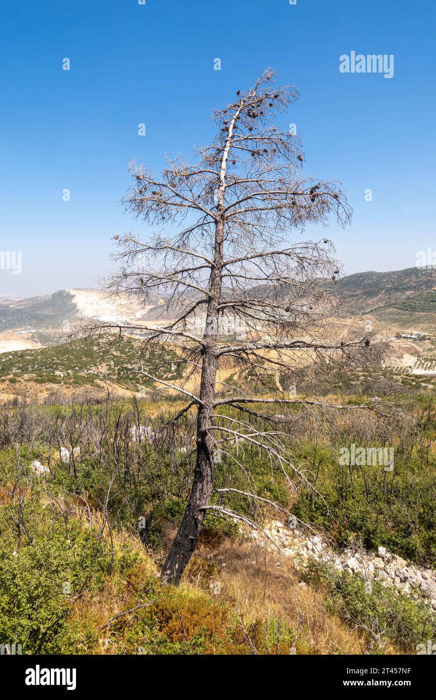 Arbre de pin mort dans la province de Hatay en Turquie Banque D'Images