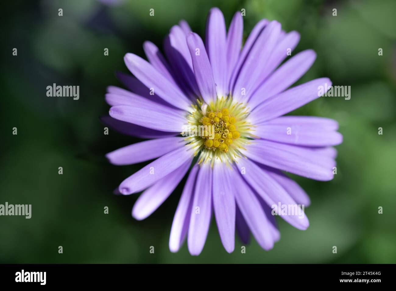 Gros plan de la fleur d'un aster d'en haut. Les pétales violets sont clairement visibles. Au milieu se trouve le pollen jaune. Structures vertes et délavées Banque D'Images