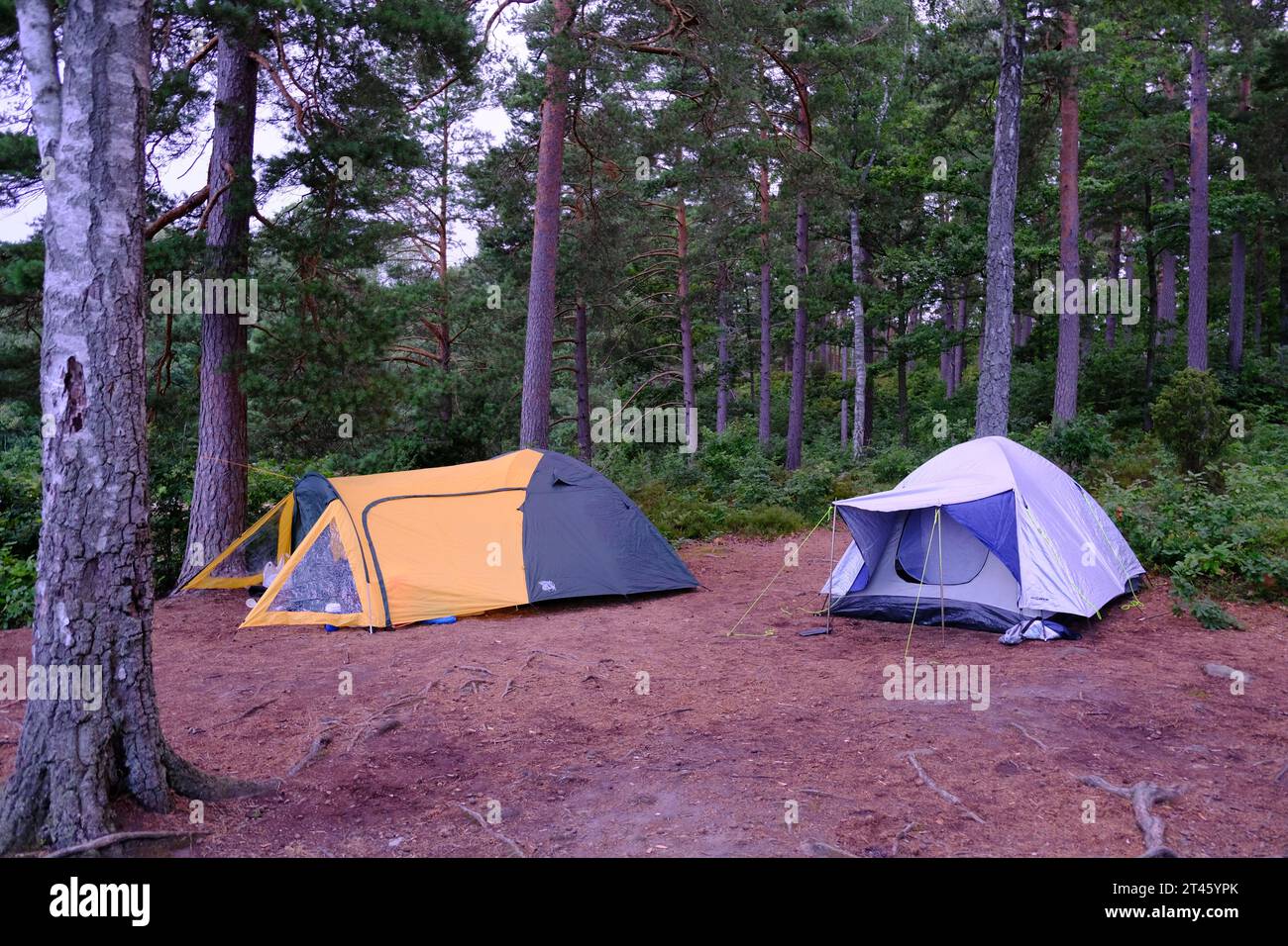 Pose d'une tente dans la belle nature du sud de la Suède Banque D'Images