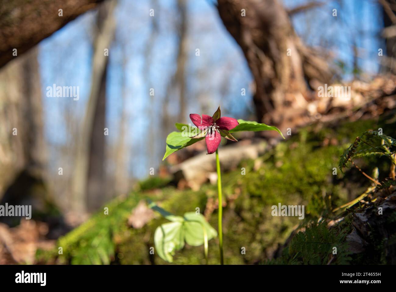 Les pétales endommagés d'un trillium racontent une histoire de beauté ancienne, et un paysage rude pour appeler la maison Banque D'Images