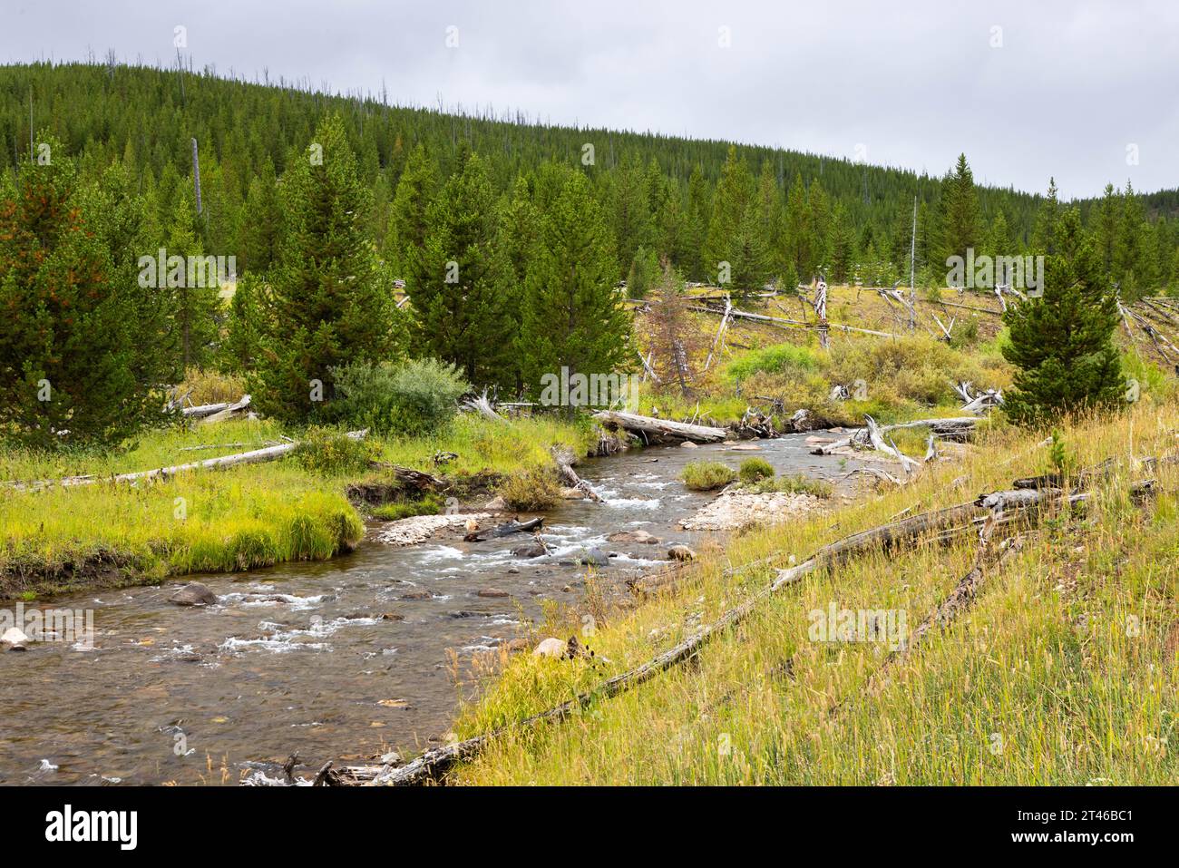 Winter Creek se précipitant à travers une prairie en contrebas d'une forêt et un temps orageux le long du sentier Mount Holmes. Parc national de Yellowstone, Wyoming Banque D'Images