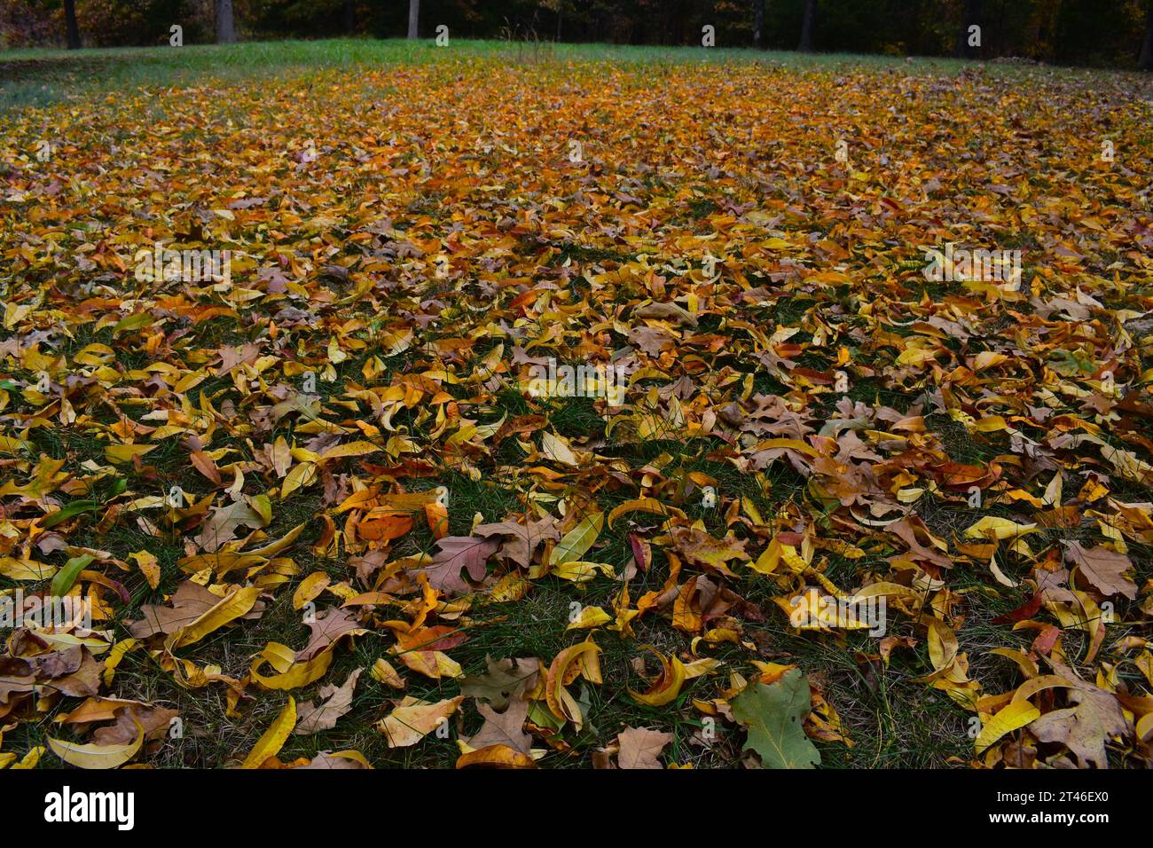 Les feuilles d'automne couvrent une cour dans le Missouri rural. Les feuilles jaunes et brunes contre l'herbe verte peignent une belle image d'automne. Banque D'Images