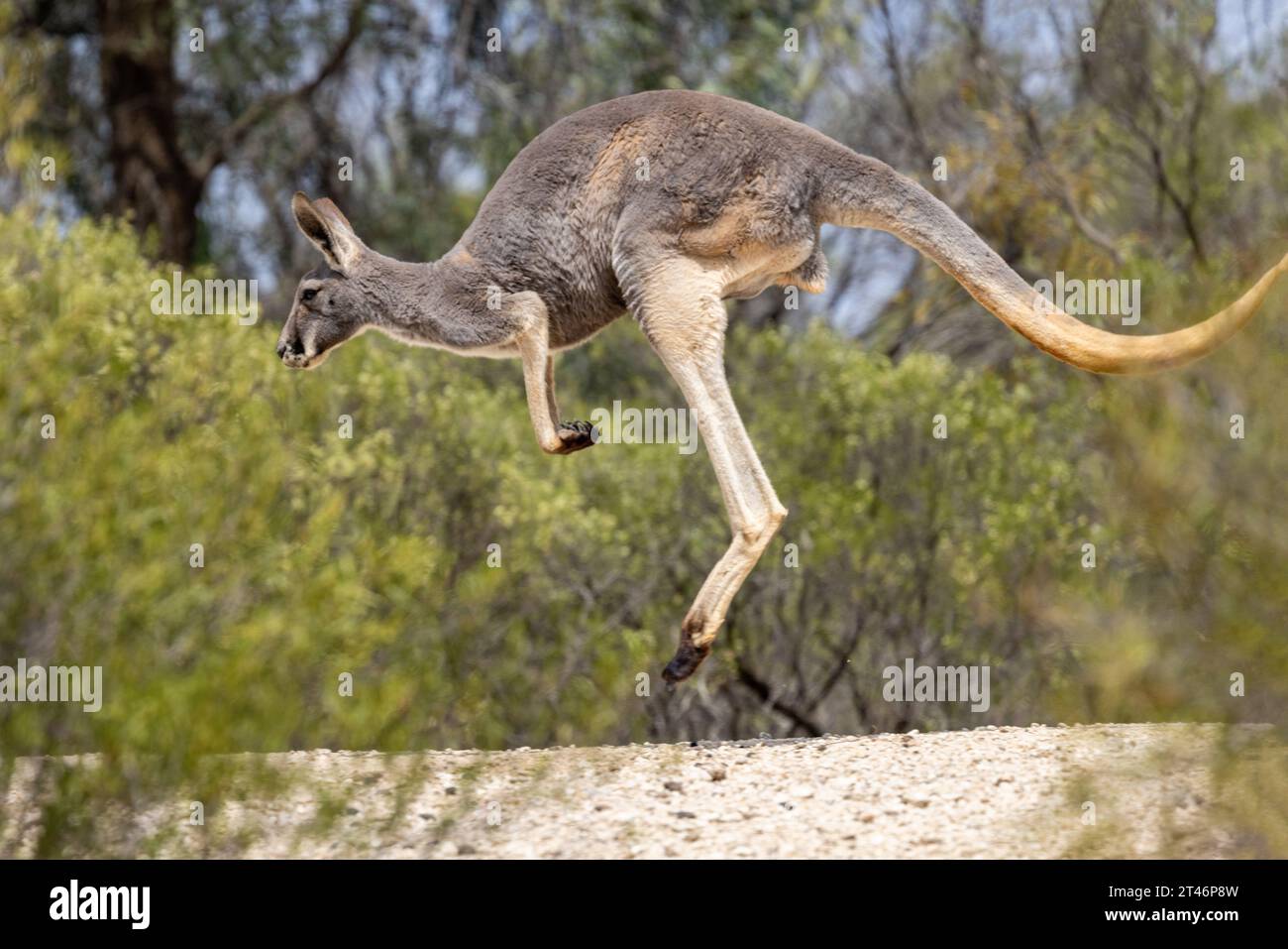 Buck ou mâle Australian Red Kangourou hopping Banque D'Images