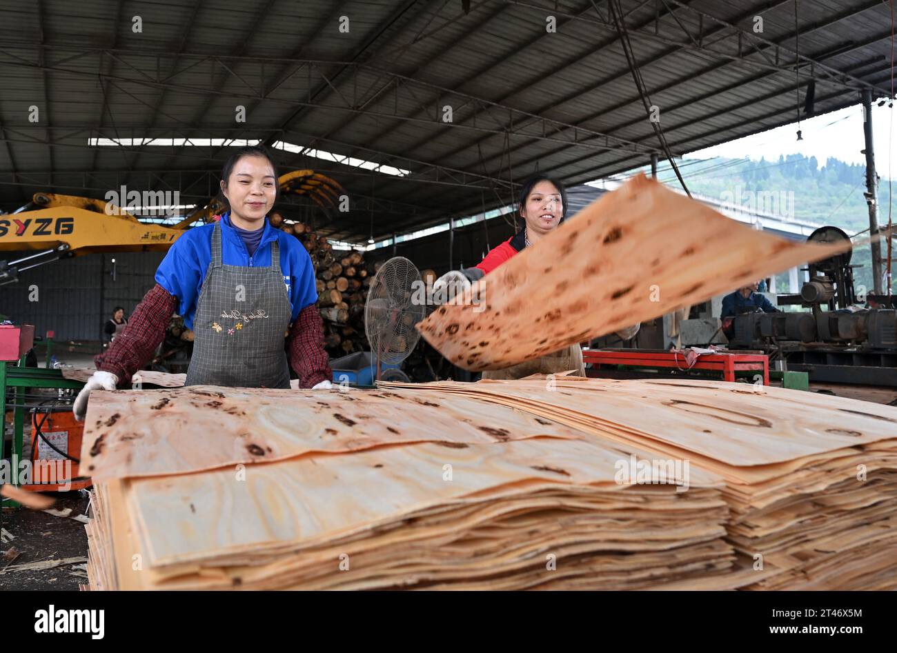 NEIJIANG, CHINE - 28 OCTOBRE 2023 - des travailleurs transforment des copeaux de bois minces dans une usine de transformation du bois de la ville de Neijiang, province du Sichuan, Chine, octobre 28, Banque D'Images