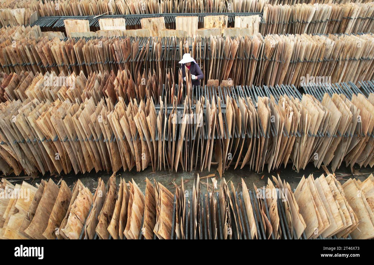NEIJIANG, CHINE - le 28 OCTOBRE 2023 - une photo aérienne montre un ouvrier séchant des copeaux de bois minces dans une usine de transformation du bois de la ville de Neijiang, dans le Sichuan Provin Banque D'Images