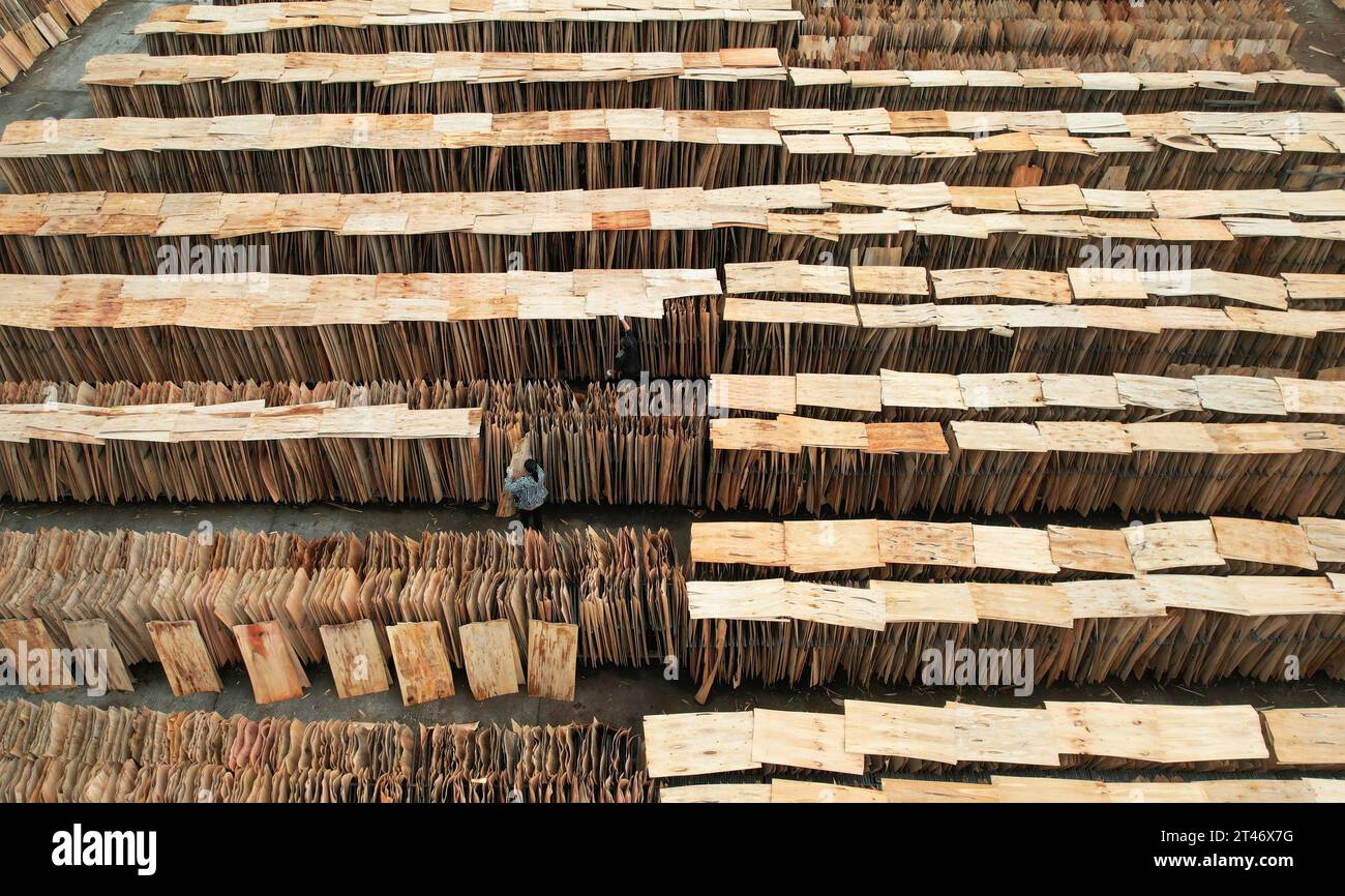 NEIJIANG, CHINE - le 28 OCTOBRE 2023 - une photo aérienne montre un ouvrier séchant des copeaux de bois minces dans une usine de transformation du bois de la ville de Neijiang, dans le Sichuan Provin Banque D'Images