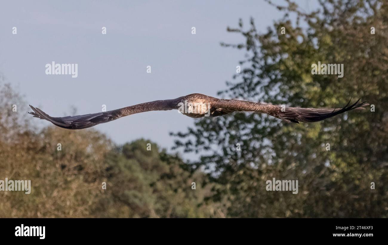 un aigle royal volant. Il est en vol et capturé avec ses ailes écartées et les extrémités des ailes tournées vers le haut Banque D'Images