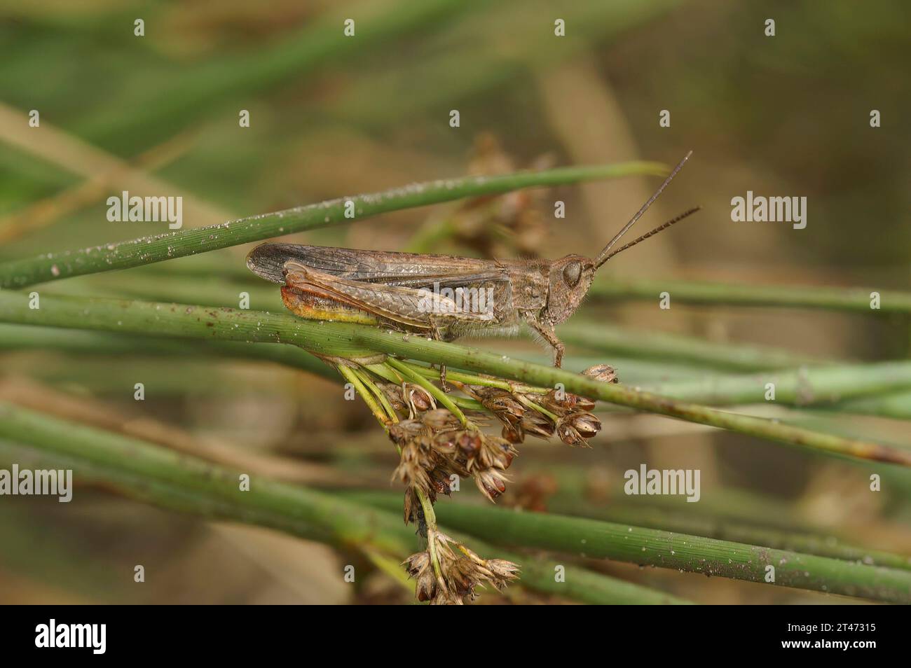 Gros plan naturel détaillé sur la sauterelle commune européenne, Chorthippus brunneus Banque D'Images