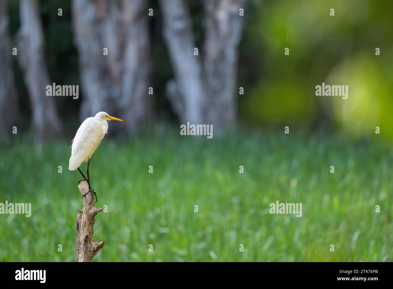 Intermédiaire Egret est perché sur une souche d'arbre dans un étang peu profond reedy à l'aube attendant de commencer l'heure de l'alimentation du matin. Banque D'Images