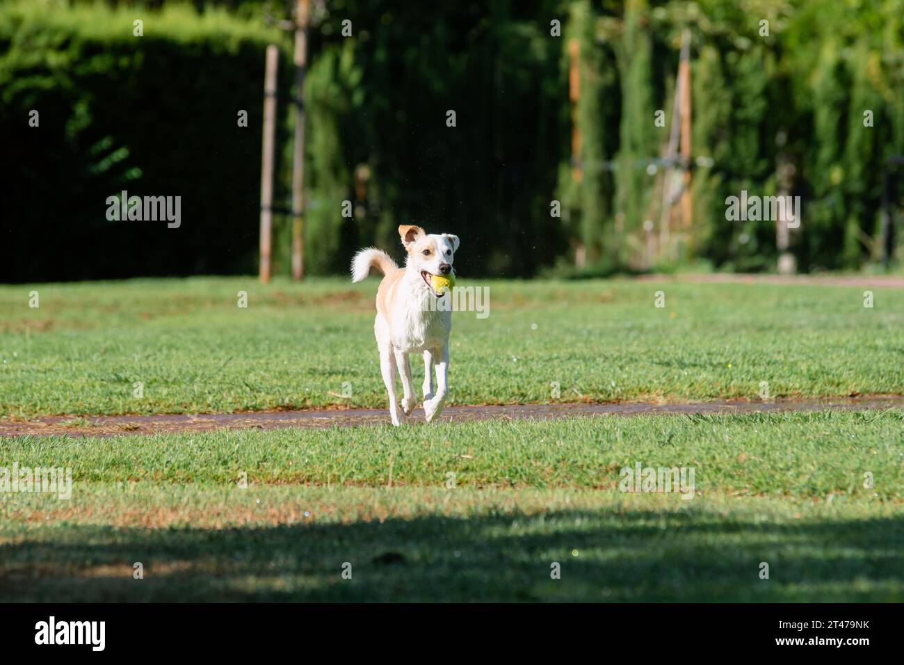 Chien femelle adulte jouant avec la balle qui court sur l'herbe verte dans le parc Banque D'Images